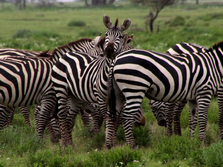 A group of zebras stands close together in a grassy field of East Africa, with one zebra looking directly at the camera while the others face different directions. Exploring this scene offers a captivating glimpse into the wild beauty you encounter when you travel to this remarkable region.