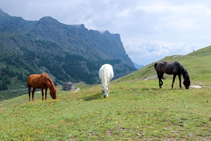 Three horses, one brown, one white, and one black, graze on a green hillside in Val d'Aosta with mountains in the background under a cloudy sky. Perfect for a hiking retreat in Italy.