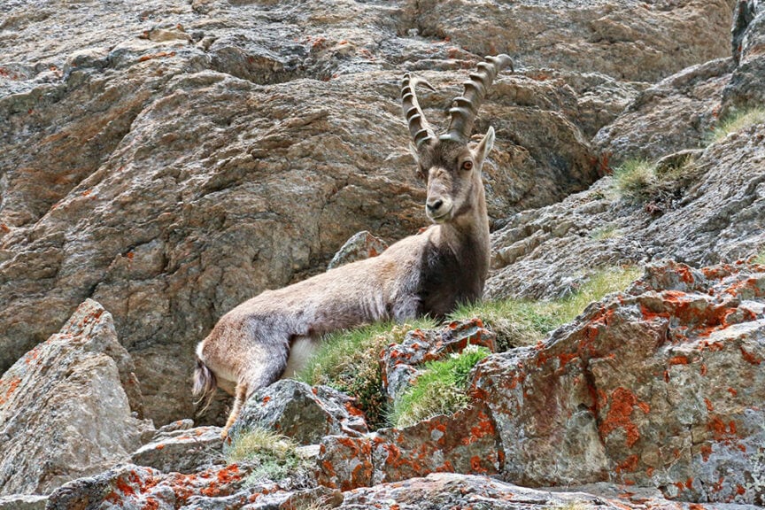 A mountain goat with curved horns rests on the rocky terrain, surrounded by patches of grass in Italy's picturesque Val d'Aosta—an ideal scene for those who love hiking.