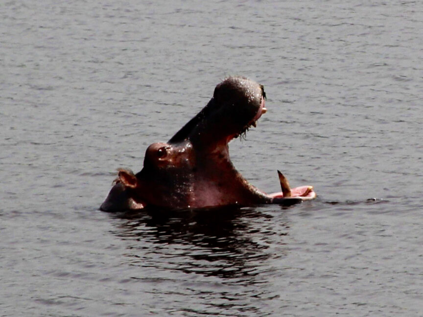 A hippopotamus with its mouth open, partially submerged in the water, seems to be exploring its surroundings in East Africa.