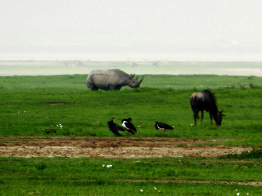 Rhino and wildebeest grazing in the distance on a grassy plain with birds foraging in the foreground, capturing the essence of exploring East Africa.
