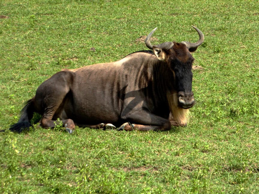 A wildebeest with curved horns lies on the grass in a field, an iconic sight when exploring East Africa.
