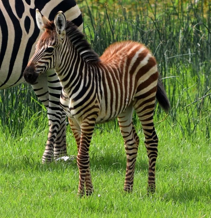 A young zebra stands on green grass, with an adult zebra partially visible behind it. The background includes tall grass or reeds, capturing the essence of exploring East Africa's wild landscapes.