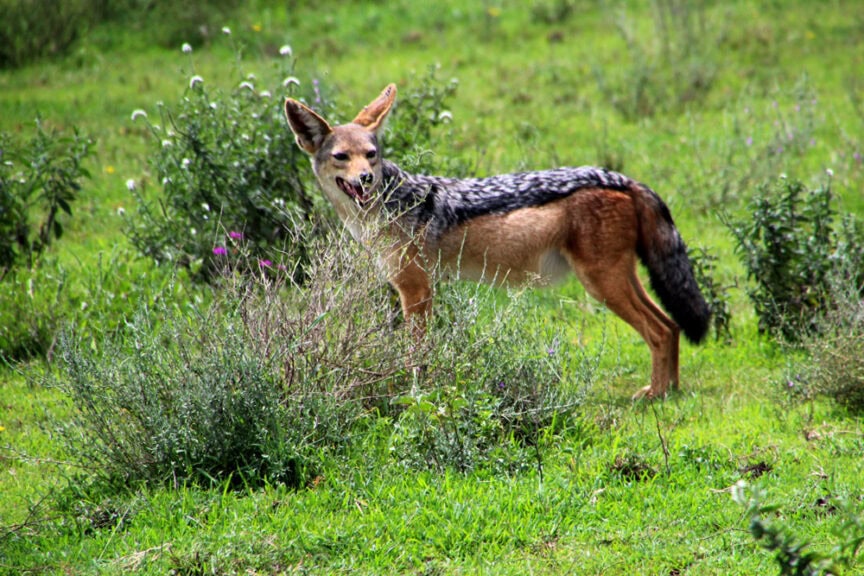 A black-backed jackal stands amidst green vegetation, exploring East Africa, looking towards the camera with its mouth slightly open.