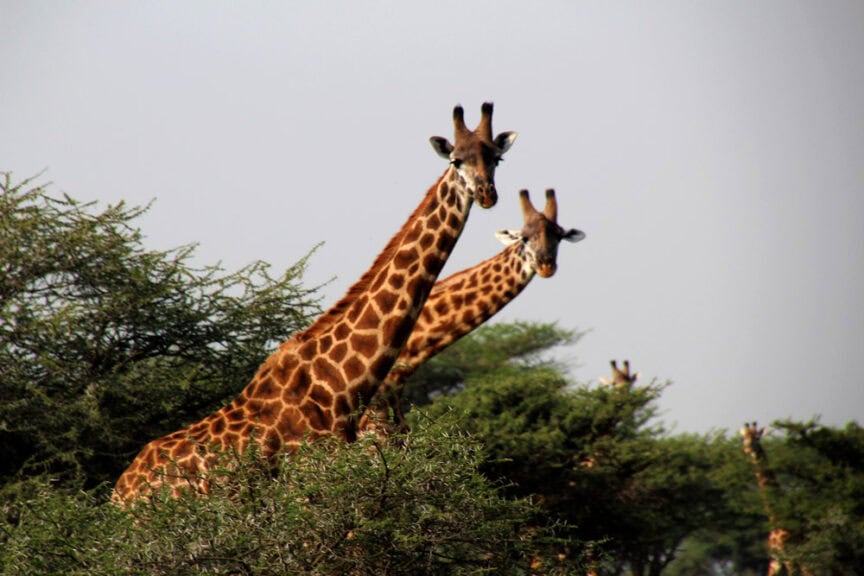 Two giraffes stand amid green bushes, peering above the foliage with clear skies as the backdrop, exploring the wilds of East Africa.