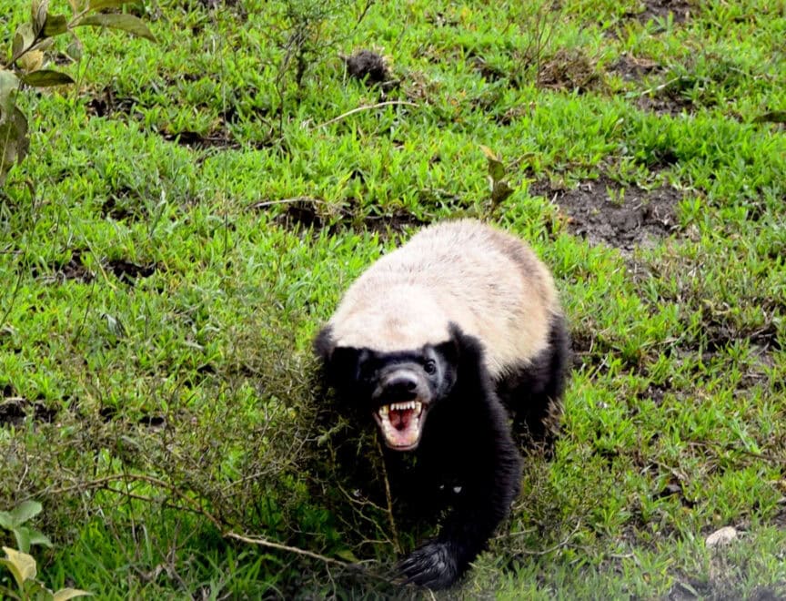A honey badger with bared teeth is exploring the grassy ground with some shrubs in East Africa.