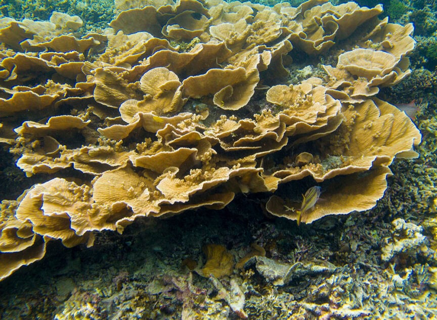 Brown coral formations underwater, resembling layered, wavy plates, create an enchanting scene in the Palau archipelago. A small striped fish is visible among the corals. The background consists of various marine life and a sandy sea floor in this underwater Serengeti near the Rock Islands.