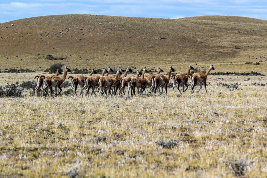 A group of llamas is walking across a grassy, semi-arid landscape with rolling hills in the background under a partly cloudy sky, evoking the spirit of adventure in the wilds of Patagonia.