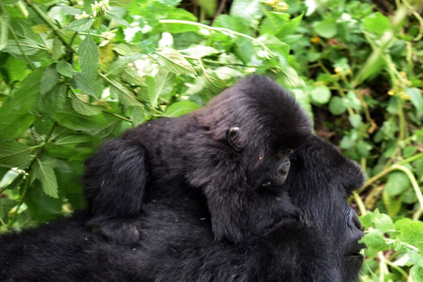 A baby gorilla clings to the back of an adult gorilla as they explore the lush green foliage of East Africa.