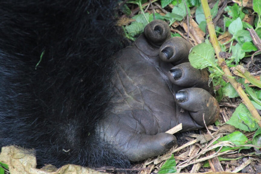 Close-up of a dark-furred animal's foot with nails, resting on a bed of green leaves and dry twigs, capturing a moment in the wilds of East Africa.