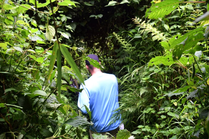 A person in a blue shirt is exploring dense, green foliage in an East African forest.