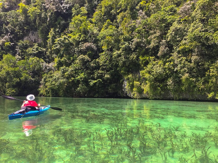 A person wearing a hat and a red shirt kayaks on clear green water near the dense, leafy forest of Palau's Rock Islands.