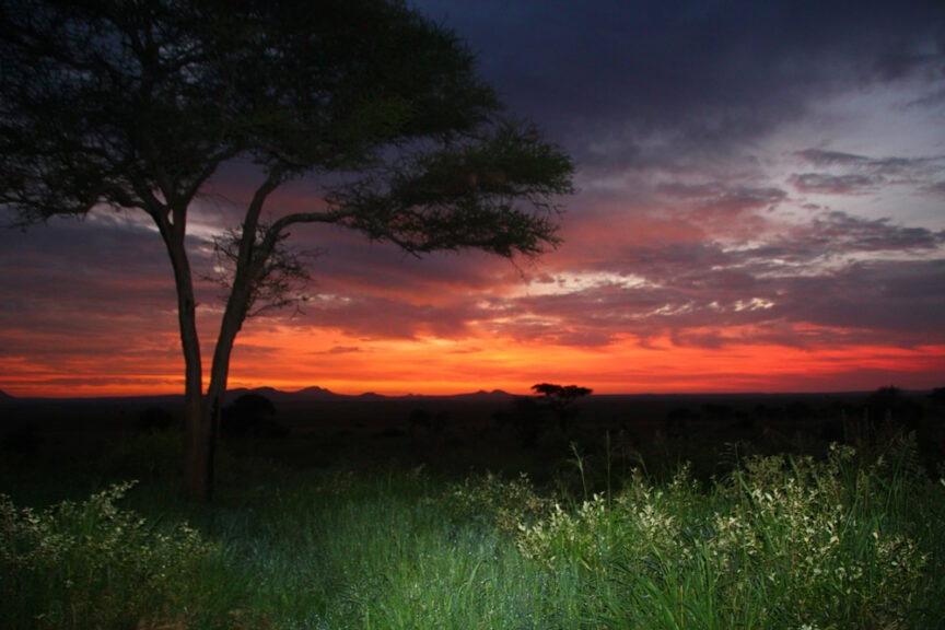 A lone tree stands against a vibrant sunset with hues of orange and pink, casting shadows on lush green grass. As if exploring East Africa, the darkening sky melds with distant hills on the horizon, creating a breathtaking scene.