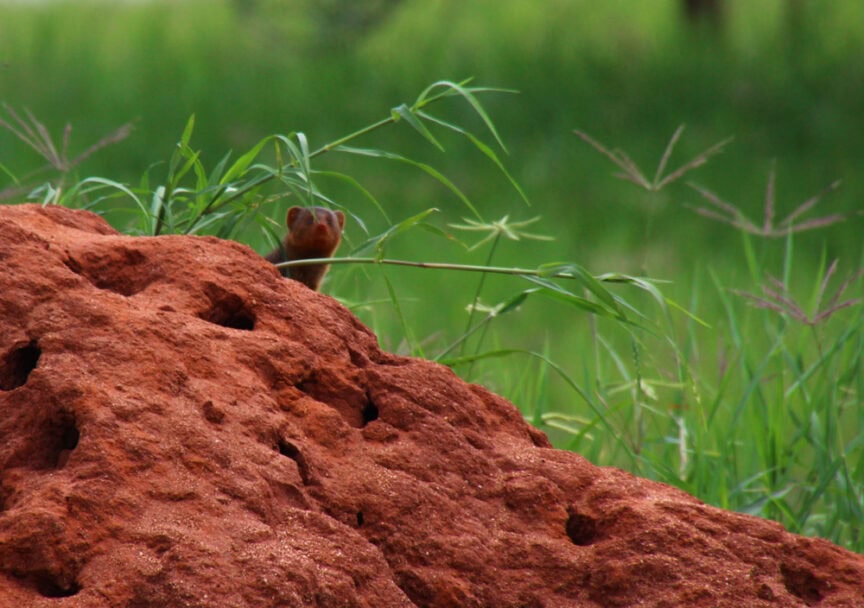 A curious mongoose, exploring its surroundings, peeks over a red rock with green grass in the background. This scene captures a glimpse of East Africa's vibrant wildlife.