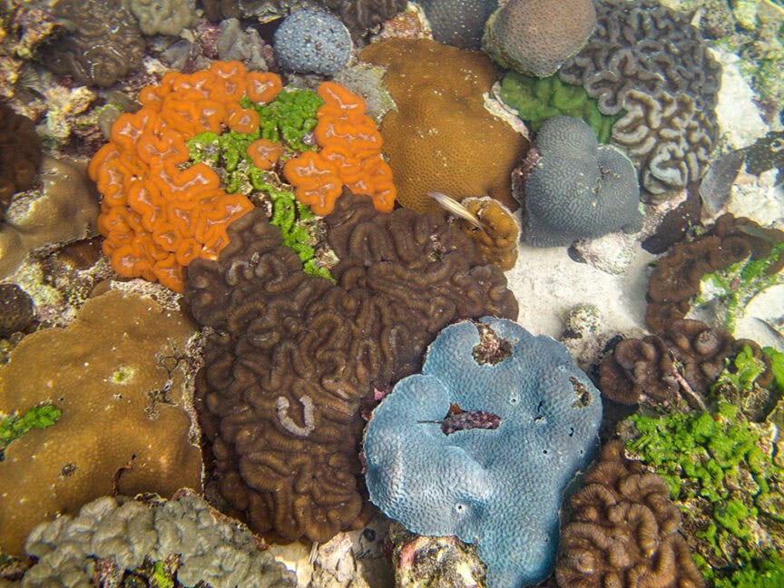 Image of various colorful coral species underwater, including orange, brown, green, and blue corals, forming a vibrant and diverse reef in the Rock Islands of Palau—truly an Underwater Serengeti.