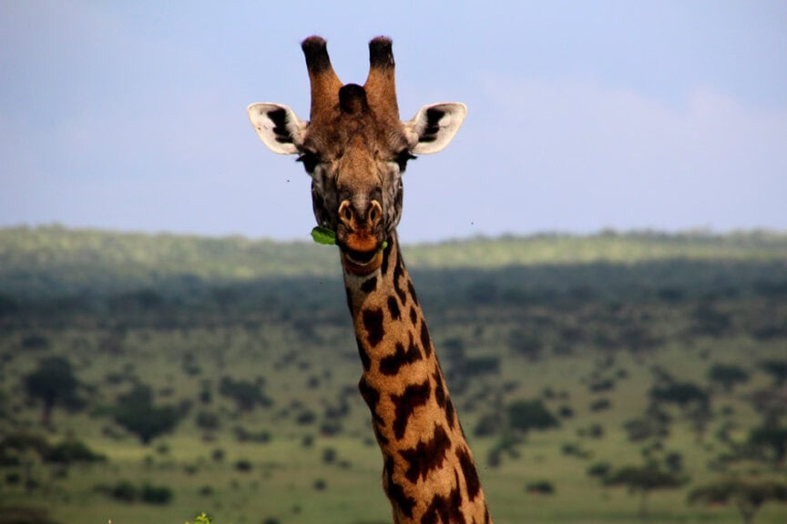 A giraffe stands in a grassy landscape, its head and neck visible against a backdrop of trees and sky while exploring the vast savannah of East Africa.
