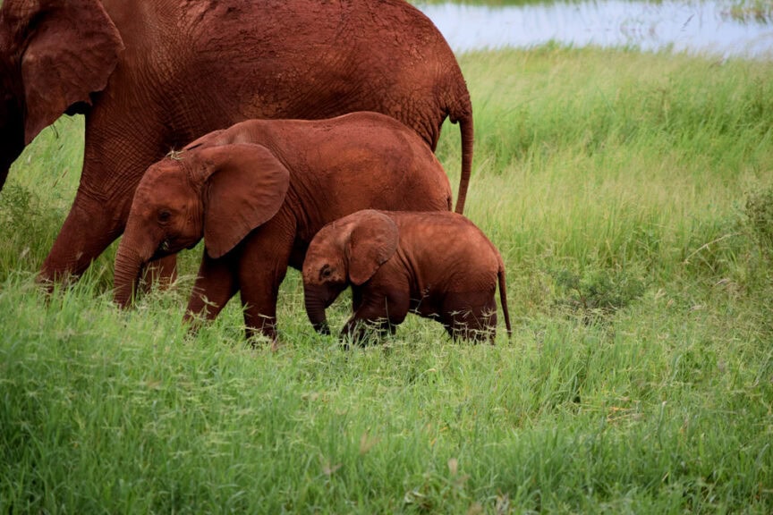 Two young elephants walking in tall green grass alongside an adult elephant near a body of water—a perfect snapshot for those who travel to explore the wild beauty of East Africa.