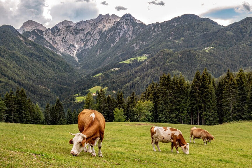 Three cows graze on a green meadow with a backdrop of forested hills and high mountains under a partly cloudy sky, capturing an idyllic scene perfect for an adventure in Slovenia or a day of hiking through its picturesque landscapes.