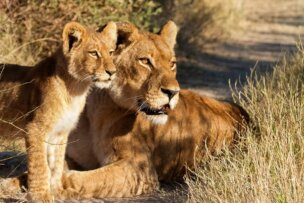 A lioness and her cub are lying on a dirt path in the rich landscape of Botswana, both attentively looking into the distance.