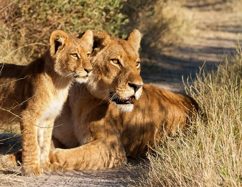 A lioness and her cub are lying on a dirt path in the rich landscape of Botswana, both attentively looking into the distance.