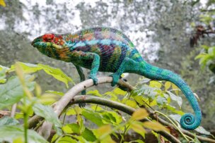 A chameleon with vibrant, multicolored scales is perched on a branch, hidden amidst the green foliage of Madagascar, an island seemingly lost in time.