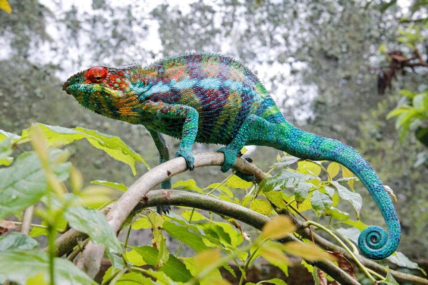 A chameleon with vibrant, multicolored scales is perched on a branch, hidden amidst the green foliage of Madagascar, an island seemingly lost in time.