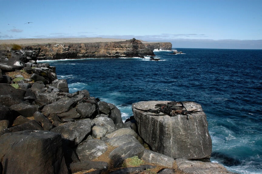 Rocky shoreline with black marine iguanas basking on large boulders, overlooking a blue ocean with crashing waves and a distant cliff under a clear sky. Did you know that these unique creatures are native to the Galápagos Islands? Fun facts like this make the scenery even more fascinating!