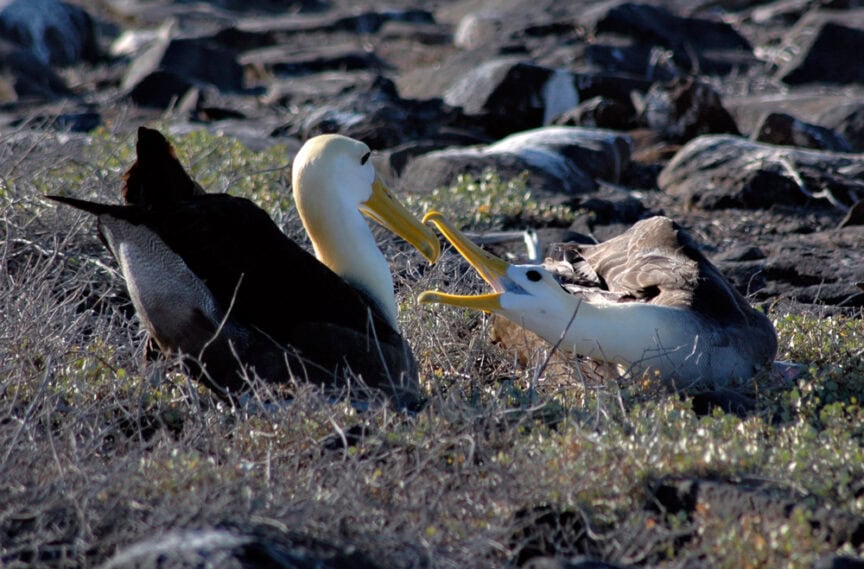 Two albatrosses interacting on the ground amid rocks and sparse vegetation, one lying down and the other standing close. Fun fact: These birds can be found in the Galápagos, where their unique behaviors are a captivating sight for visitors.