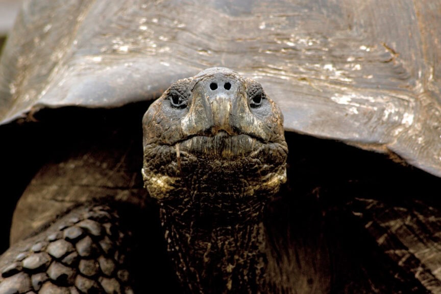 Close-up of a Galápagos tortoise's head and upper shell, showcasing its rough-textured skin and intricate scaly patterns. Fun fact: these gentle giants can live over 100 years! The tortoise appears to be looking directly at the camera.