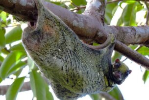 A Sunda flying lemur hangs upside down on a tree branch amidst green foliage, as if asking, "Who are you?