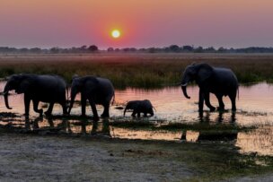Four elephants, including a calf, walk through shallow water at sunset in a grassy Botswana landscape.
