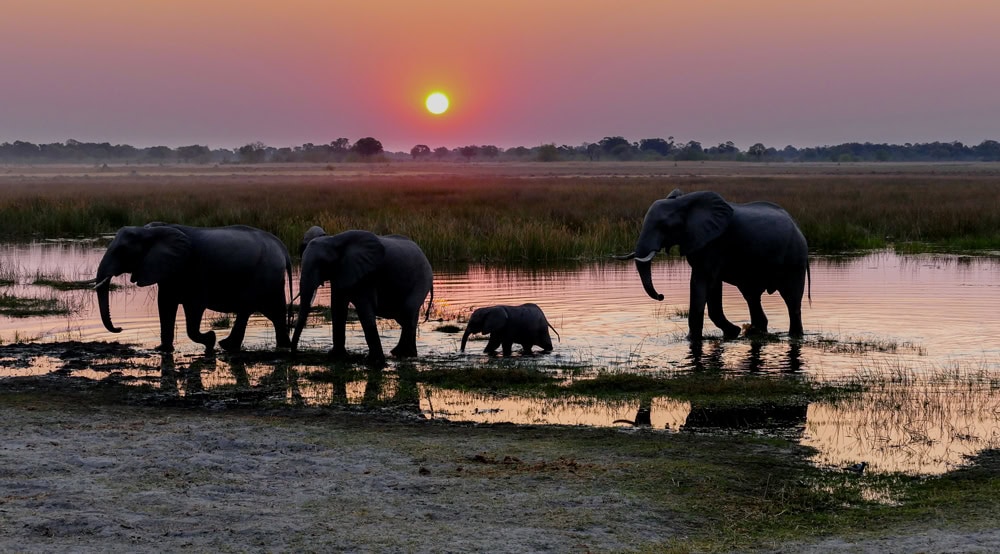 Four elephants, including a calf, walk through shallow water at sunset in a grassy Botswana landscape.