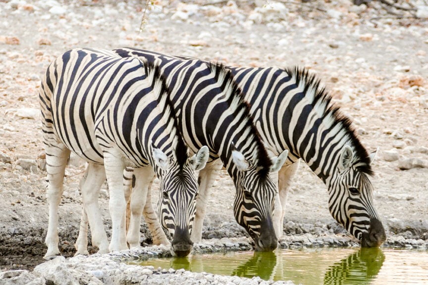 Three zebras drinking from a small waterhole in the dry, rocky landscape of Namibia. This picturesque scene captures some of the best moments travel can offer, blending nature's beauty with wildlife.
