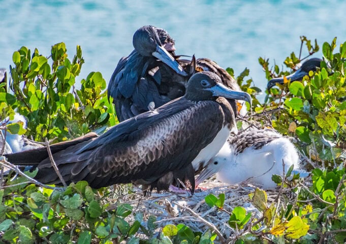 Two frigatebirds tend to their nest with greenery around, while another bird sleeps in the background. They spend their time together near the Sea of Cortez, perhaps watching a boat exploring the waters of Baja.
