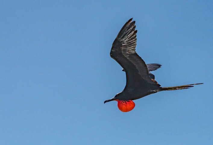 A male frigatebird with an inflated red throat pouch flies against a clear blue sky, a common sight while exploring the Sea of Cortez by boat.