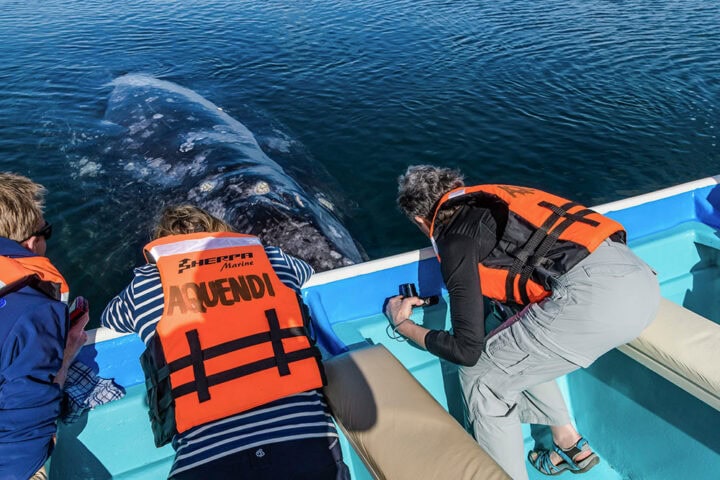 Three people wearing life jackets on a boat in Baja observe and photograph a gray whale surfacing nearby in the water.