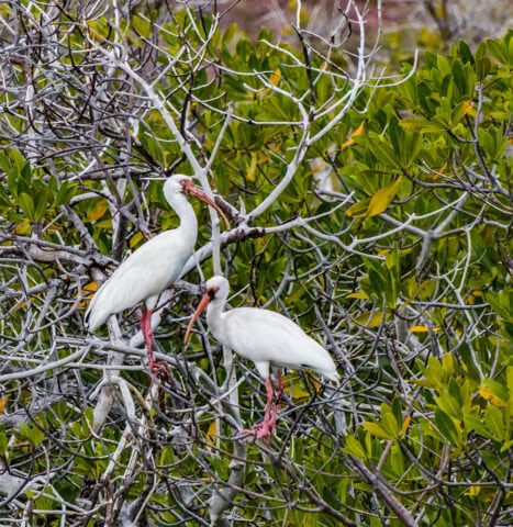 Two white ibises with red bills and legs perched on branches in a leafy green tree, much like the vibrant sights one might encounter while exploring Baja by boat.