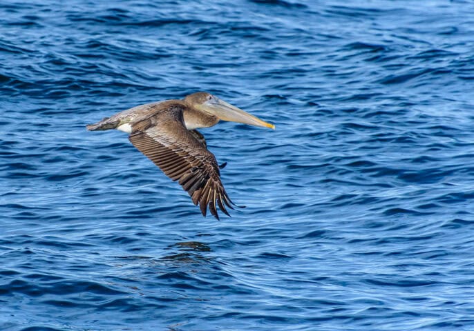 A brown pelican flies low over the rippling blue water of the Sea of Cortez.