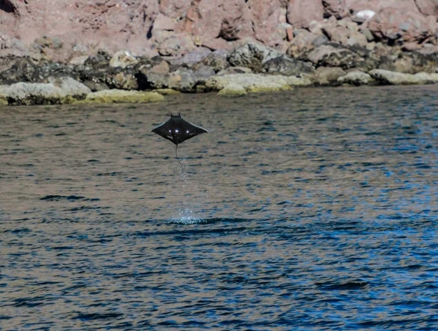 A manta ray is seen leaping out of the water near a rocky shoreline in the Sea of Cortez, close to Baja.