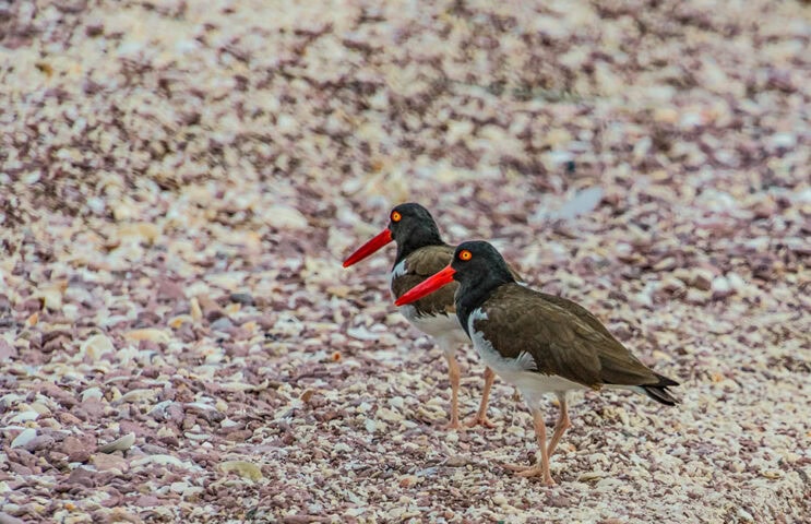 Two black oystercatchers with bright red beaks stand on a rocky beach, facing slightly to the right. The background consists of scattered small rocks and shells, evoking the rugged coastline of Baja.