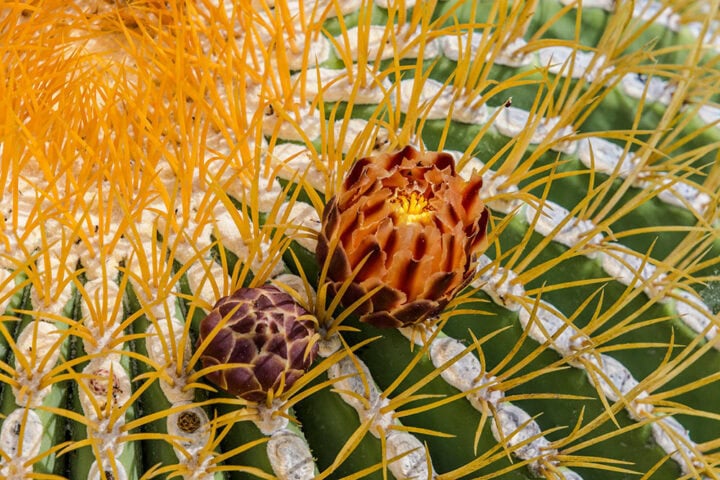 Close-up of a barrel cactus with two blooming flowers, one purple and one brown, surrounded by yellow spines, set against the backdrop of a boat in the shimmering waters of the Sea of Cortez in Baja.