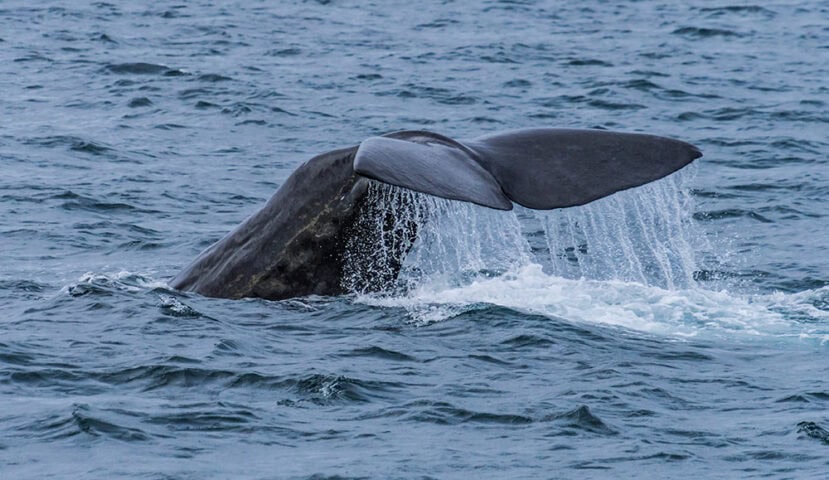 A whale's tail emerges from the choppy waters of the Sea of Cortez, with water streaming off its flukes.