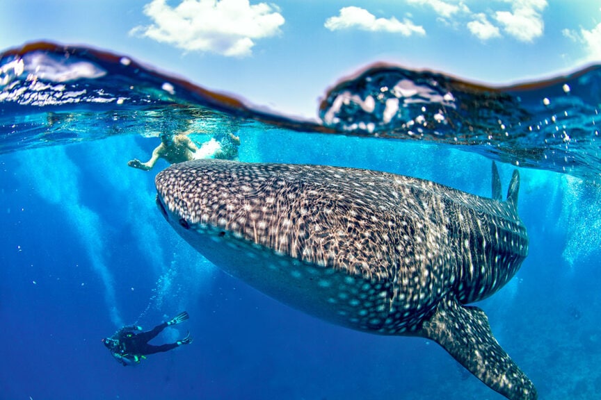 A large whale shark swims near the surface of the ocean, with a snorkeler above and a diver beside it, capturing the awe-inspiring sights of the Animal Kingdom on their underwater journey.