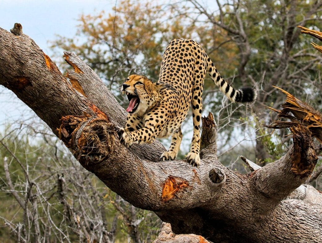 A cheetah is seen standing on a large tree branch in a savannah setting during a Zimbabwe Safari, with its mouth open as if roaring or yawning. Trees and dry vegetation are visible in the background, reminiscent of Hwange National Park.