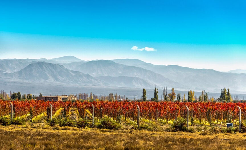 A scenic vineyard with red and green grapevines under a clear blue sky, set against a backdrop of distant rolling mountains, offers a delicious journey of the senses.