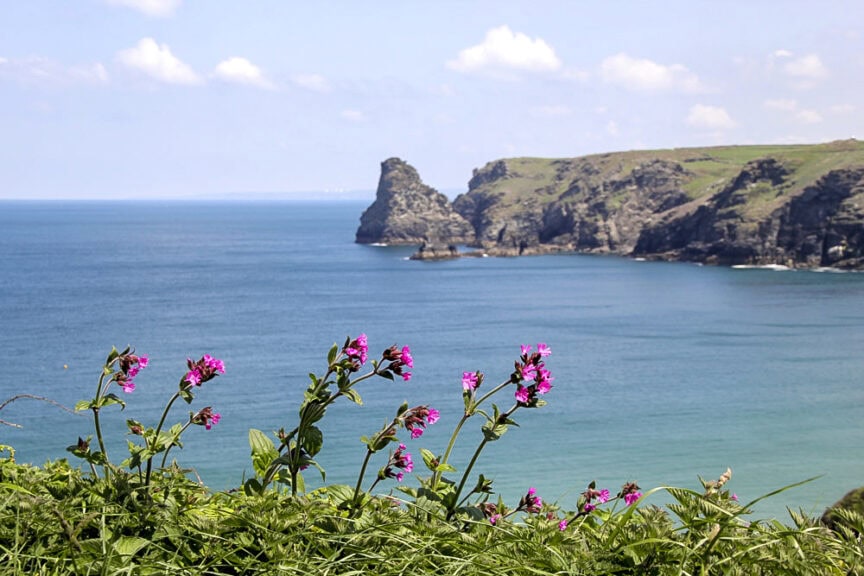 Coastal landscape with pink flowers in the foreground, blue ocean, and rugged cliffs under a partly cloudy sky, dotted with charming villages and scenic trails reminiscent of England's picturesque coast.