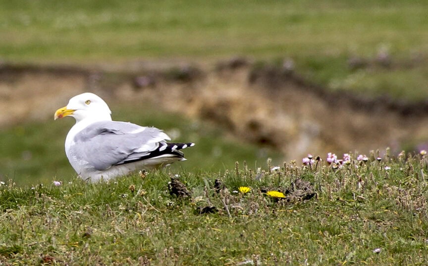 A seagull stands on grass surrounded by small flowers, with a blurred background of greenery and earth, reminiscent of charming villages and trails in England.