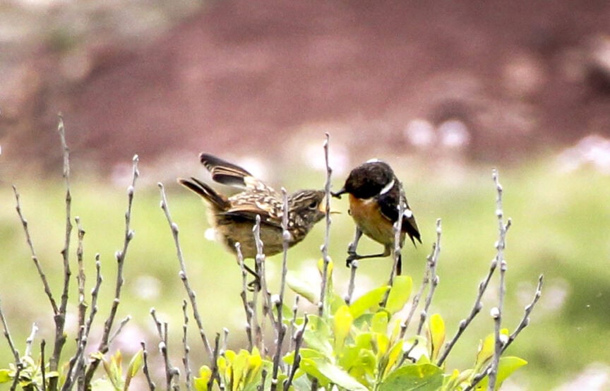 Two small birds perched on branches; one bird has wings slightly spread while the other looks on. The background, reminiscent of England's charming villages, is blurred with green and brown hues, evoking peaceful trails through nature.