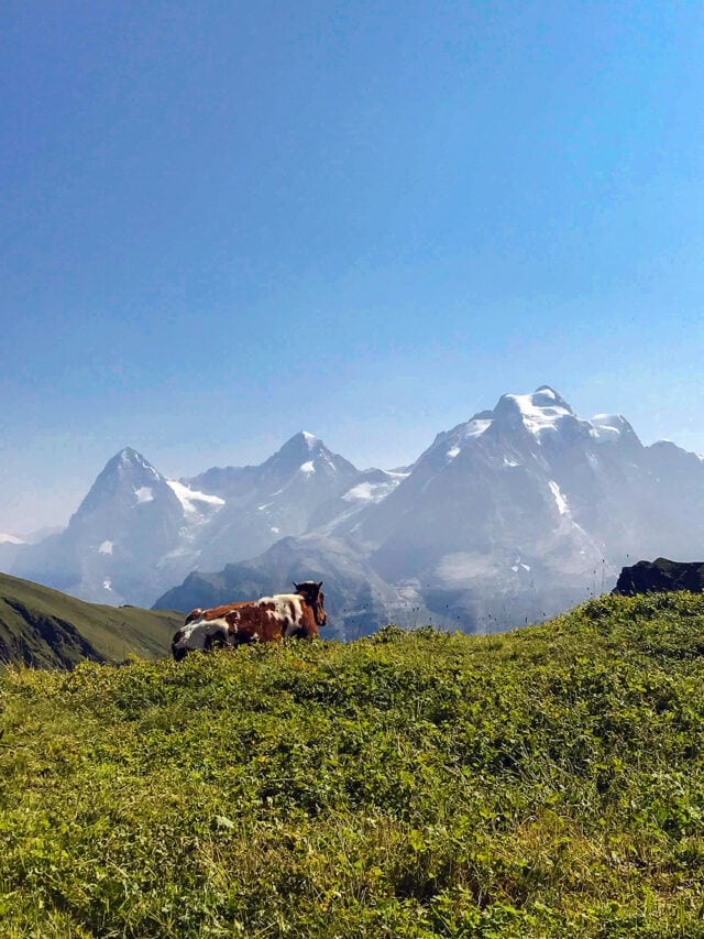 A cow lying on lush green grass with snow-capped mountains in the background under a clear blue sky, embodying the serene beauty of Switzerland along the Via Alpina.