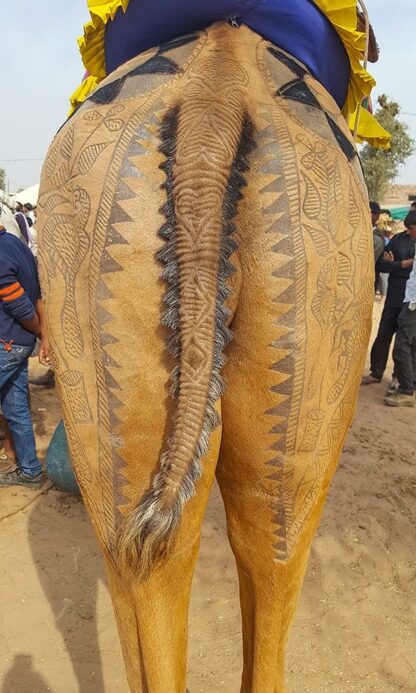 The image shows the back view of a camel with intricate decorative patterns shaved into its fur around its tail, showcasing one of the wonders of Rajasthan. People in the background appear to be in an outdoor setting, embracing the local wildlife.